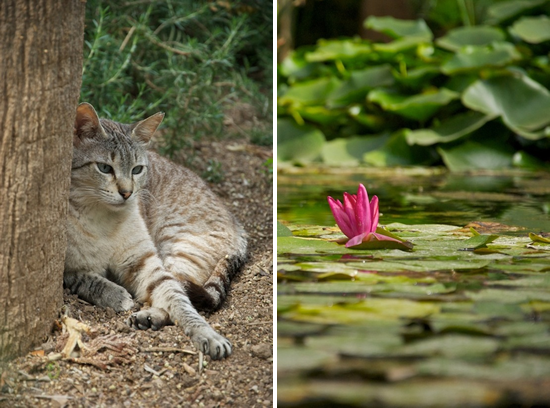 Ninfea e gatto al giardino botanico di Valencia