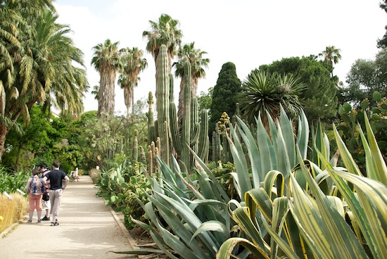 L'angolo delle cactacee - Giardino botanico di Valencia